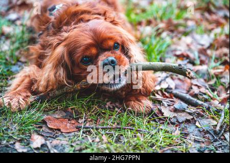 Cavalier King Charles Spaniel razza cane masticare su un bastone Foto Stock