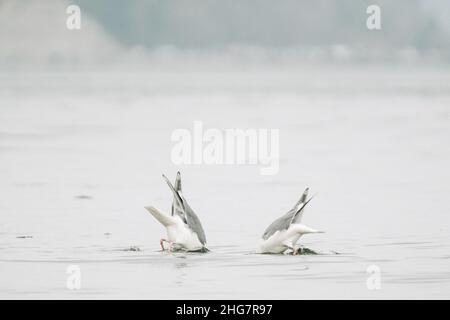 Vista da dietro di due gabbiani di mare con le loro teste sotto l'acqua Foto Stock