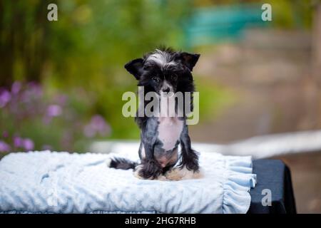 Ritratto cinese di cane crested su sfondo naturale Foto Stock