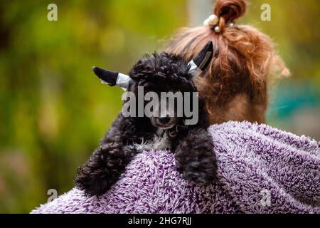 Ritratto cinese di cane crested su sfondo naturale Foto Stock