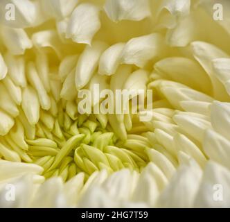 L'immagine ravvicinata del gigante Chrysanthemum Flower, notevole immagine della cultura giapponese. Giappone Foto Stock