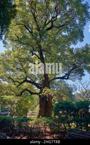 La vista dell'antico canfora (Cinnamomum camphora) nel giardino del Palazzo Imperiale. Tokyo. Giappone Foto Stock