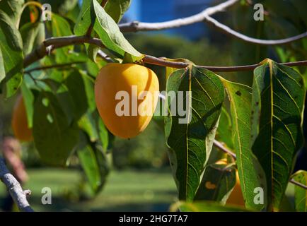 Il ramo del persimmon giapponese (Diospyros kaki) o del kaki con frutti maturi. Persimmon frutti appesi sul ramo di albero. Giappone Foto Stock