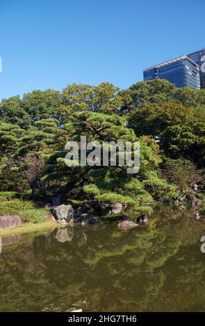 La vista della pineta sullo stagno nel giardino di Ninomaru progettato da Kobori Enshu ai piedi della collina del castello di Edo. Palazzo Imperiale. Tokyo. JA Foto Stock