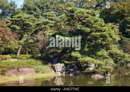 La vista della pineta sullo stagno nel giardino di Ninomaru progettato da Kobori Enshu ai piedi della collina del castello di Edo. Palazzo Imperiale. Tokyo. JA Foto Stock