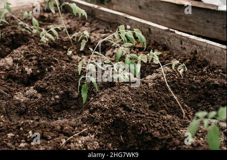 giovani piantine di germogli verdi di pianta di pomodoro crescita piantato nel terreno terra in una piccola serra in un giardino letto su un villaggio fattoria di abitazione Foto Stock