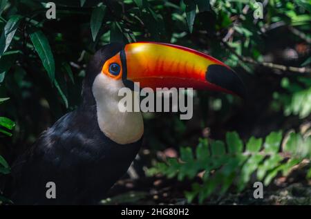 Primo piano di un toucan Toco splendidamente colorato in una foresta, vista laterale Toco toucan, luce naturale dall'alto. Foto Stock