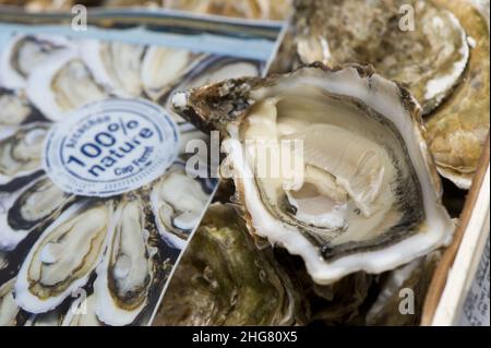 FRANCIA, GIRONDE (33) BACINO DI ARCACHON, OSTRICHE Foto Stock