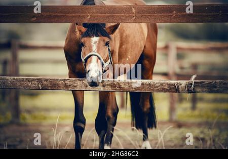 Ritratto di un cavallo di baia con una striscia bianca sul muso, camminando nella levada. Colore sportivo della baia dello stallone giovane in una metà. Muso di cavalli da vicino Foto Stock