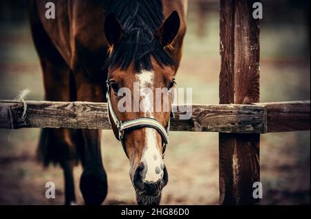 Ritratto di un cavallo di baia con una striscia bianca sul muso, camminando nella levada. Colore sportivo della baia dello stallone giovane in una metà. Muso di cavalli da vicino Foto Stock