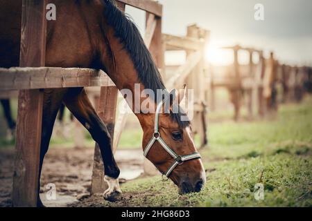 Ritratto di un cavallo di baia con una striscia bianca sul muso, camminando nella levada. Colore sportivo della baia dello stallone giovane in una metà. Muso di cavalli da vicino Foto Stock