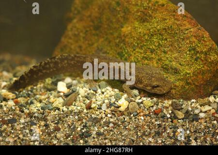 Primo piano su una larve acquatica del salamandro gigante costiero, Dicamptodon tenebrosus, subacqueo Foto Stock