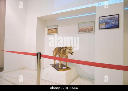 Un lupo farcito, morto, taxidermy, coyote. Al Museo della natura di Tashkent, Uzbekistan. Foto Stock