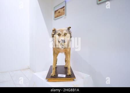 Un lupo farcito, morto, taxidermy snarling, coyote. Al Museo della natura di Tashkent, Uzbekistan. Foto Stock