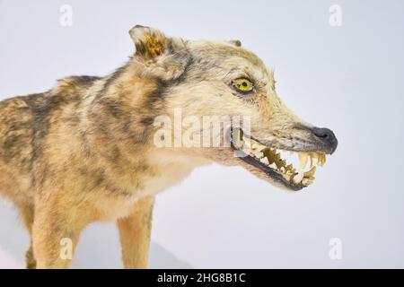 Particolare della testa di un lupo farcito, morto, tassidermy, coyote. Al Museo della natura di Tashkent, Uzbekistan. Foto Stock