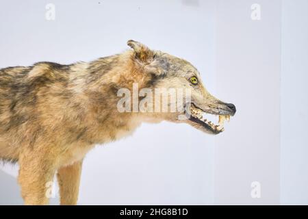 Particolare della testa di un lupo farcito, morto, tassidermy, coyote. Al Museo della natura di Tashkent, Uzbekistan. Foto Stock