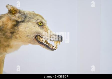 Particolare della testa di un lupo farcito, morto, tassidermy, coyote. Al Museo della natura di Tashkent, Uzbekistan. Foto Stock