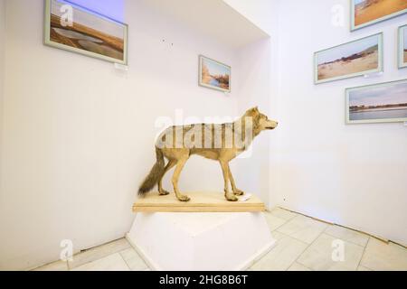 Profilo di un lupo farcito, morto, taxidermy, coyote. Al Museo della natura di Tashkent, Uzbekistan. Foto Stock