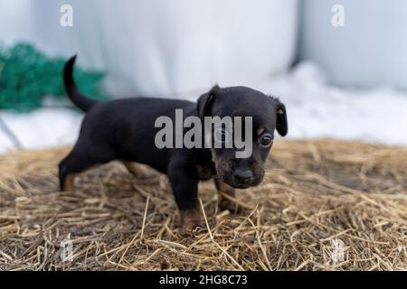 Una brindle di un mese Jack Russell si trova su un pacco di fieno. Fuori per la prima volta, temi animali, fuoco selettivo, sfocatura Foto Stock