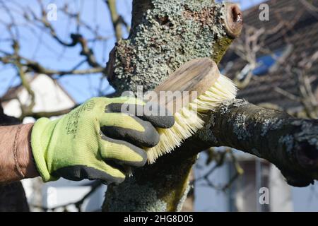 Mano guanto di un uomo che pulisce con un pennello i licheni sulla corteccia del ramo di un albero in inverno Foto Stock