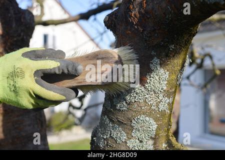 Mano guanto di un uomo che pulisce con un pennello i licheni sulla corteccia di un tronco di un albero in inverno Foto Stock