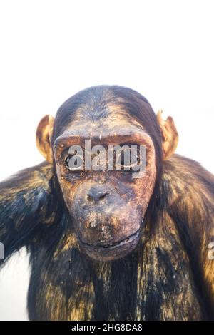 Morto, farcito, tassidermia di una scimmia triste, indossata, ape che perde i capelli. In un diorama al Museo della natura di Tashkent, Uzbekistan. Foto Stock