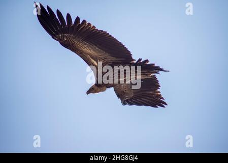 Aquila birmana che si innalza su un cielo blu vibrante, catturata da un'angolazione unica, mostrando il suo potente volo e la sua maestosa presenza in natura. Foto Stock