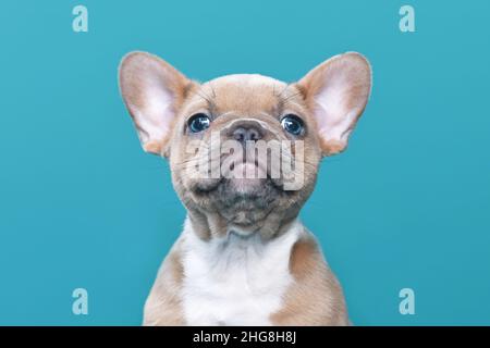 Ritratto di lilla rosso fawn francese Bulldog cucciolo su sfondo blu Foto Stock