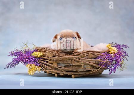 Lilla Red Fawn Puppy cane Bulldog francese in nido d'animale decorato con fiori Foto Stock
