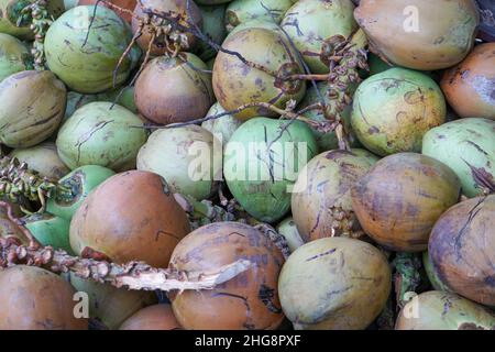La noce di cocco (Cocos nucifera) è un membro della famiglia delle palme (Arecaceae) e l'unica specie vivente del genere Cocos. Il termine cocco. Foto Stock