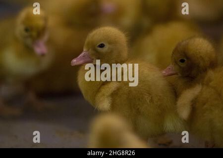 Vivaio con anatroccoli di due giorni presso l'allevamento di anatre a Blatna, Repubblica Ceca, nella foto del 13 gennaio 2022. (CTK Photo/Vaclav Pancer) Foto Stock