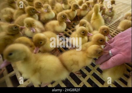 Blatna, Repubblica Ceca. 13th Jan 2022. Vivaio con anatroccoli di due giorni presso l'allevamento di anatre a Blatna, Repubblica Ceca, nella foto del 13 gennaio 2022. Credit: Vaclav Pancer/CTK Photo/Alamy Live News Foto Stock
