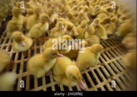 Vivaio con anatroccoli di due giorni presso l'allevamento di anatre a Blatna, Repubblica Ceca, nella foto del 13 gennaio 2022. (CTK Photo/Vaclav Pancer) Foto Stock