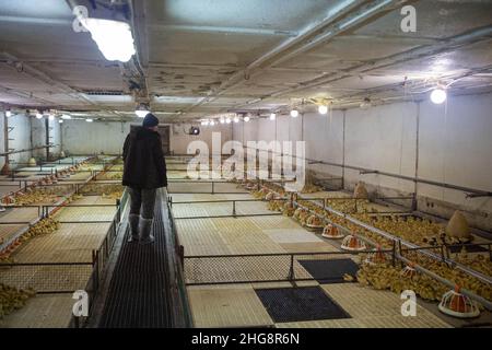 Blatna, Repubblica Ceca. 13th Jan 2022. Vivaio con anatroccoli di due giorni presso l'allevamento di anatre a Blatna, Repubblica Ceca, nella foto del 13 gennaio 2022. Credit: Vaclav Pancer/CTK Photo/Alamy Live News Foto Stock