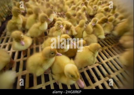 Blatna, Repubblica Ceca. 13th Jan 2022. Vivaio con anatroccoli di due giorni presso l'allevamento di anatre a Blatna, Repubblica Ceca, nella foto del 13 gennaio 2022. Credit: Vaclav Pancer/CTK Photo/Alamy Live News Foto Stock