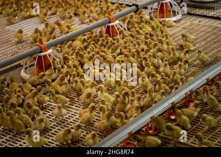 Blatna, Repubblica Ceca. 13th Jan 2022. Vivaio con anatroccoli di due giorni presso l'allevamento di anatre a Blatna, Repubblica Ceca, nella foto del 13 gennaio 2022. Credit: Vaclav Pancer/CTK Photo/Alamy Live News Foto Stock