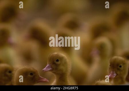 Blatna, Repubblica Ceca. 13th Jan 2022. Vivaio con anatroccoli di due giorni presso l'allevamento di anatre a Blatna, Repubblica Ceca, nella foto del 13 gennaio 2022. Credit: Vaclav Pancer/CTK Photo/Alamy Live News Foto Stock