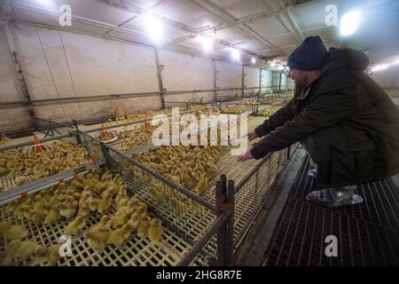 Blatna, Repubblica Ceca. 13th Jan 2022. Vivaio con anatroccoli di due giorni presso l'allevamento di anatre a Blatna, Repubblica Ceca, nella foto del 13 gennaio 2022. Credit: Vaclav Pancer/CTK Photo/Alamy Live News Foto Stock
