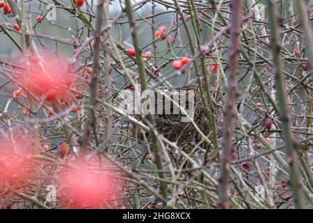 Vogelnest, Nest, Napfnest in Einem Strauch, Rosenstrauch, Rose, Amselnest, Amsel, Schwarzdrossel, Turdus merula, Blackbird, Merle noir Foto Stock