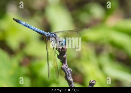 Libellula di colore blu arroccata sul ramo Foto Stock