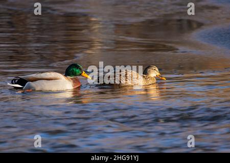 coppia di mallards sull'acqua - un maschio e un femmina anatre Foto Stock