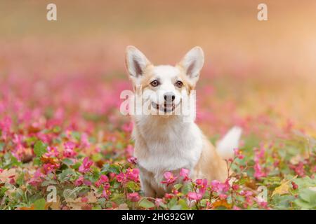 Potrait di felice sorridente gallese corgi pembroke razza cane tra morbido tenero fiori rosa in natura Foto Stock
