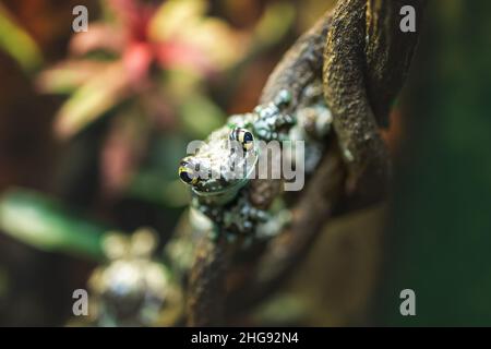 Ritratto di piccola rana di latte seduta su albero nella foresta giungla. Fauna selvatica in natura Foto Stock