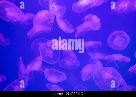 Meduse rosa in acqua blu Foto Stock