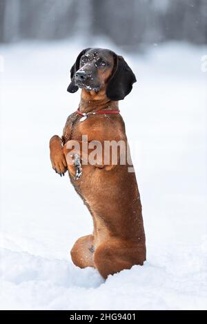 Divertente carino bruno bavarese cane hound formazione trucchi in inverno natura sulla neve Foto Stock