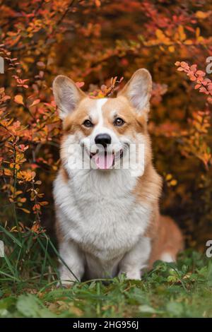 Ritratto di corgi gallesi sorridenti pembroke razza cane in natura in autunno Foto Stock
