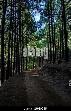 Due donne che camminano su una pista attraverso la pineta vicino a Santiago del Teide, Tenerife, Isole Canarie, Spagna Foto Stock