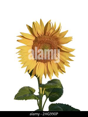 Testa di girasole a fiore singolo (Helianthus Annus). Girasole giallo tagliato su sfondo bianco Foto Stock