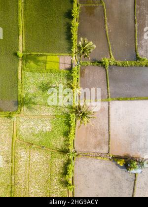 Vista aerea dei campi di riso delimitati da palme, Tegalalalang, Bali, Indonesia Foto Stock