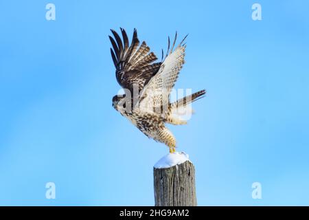Hawk dalla coda rossa che decolora da un palo di legno, British Columbia, Canada Foto Stock